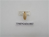 藏品(雙線苔蛾)的圖片